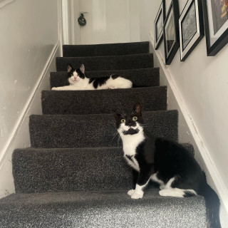 Instagram post by sirlancelotthetuxedocat