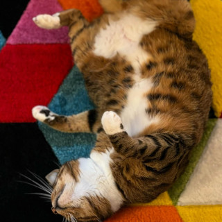 Instagram post by lily_instakitty
