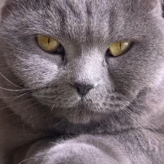 Instagram post by kinglouis_britishblue